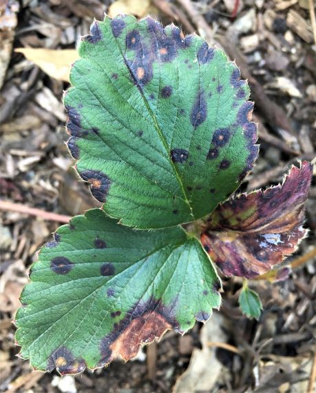 strawberry leaves with black fungal disease spots