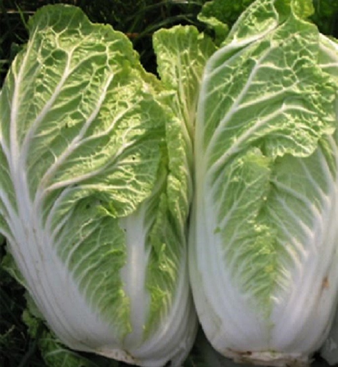 two Chinese cabbages